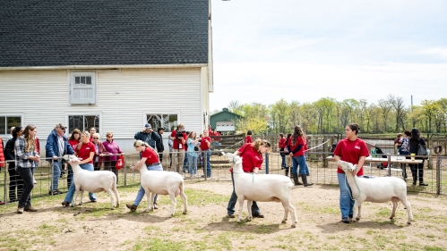 Four students showing their goats at Rutgers Day.