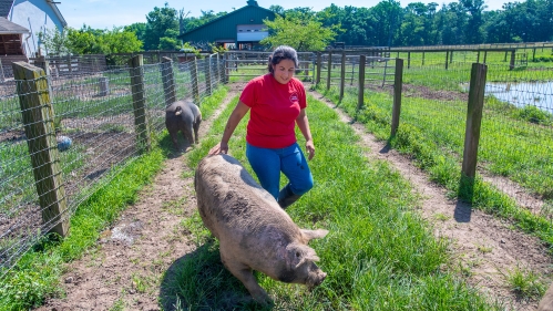 A worker walking with a pig.