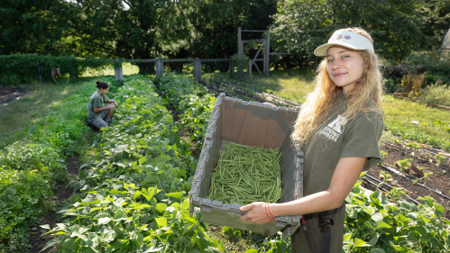 Students harvesting beans.