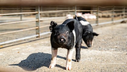 A piglet.