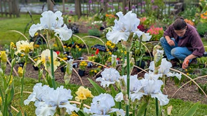 Hybridized iris plants.