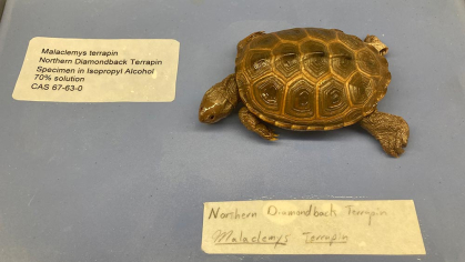 Diamondback terrapin specimen on tray with collection and curation labels displayed.