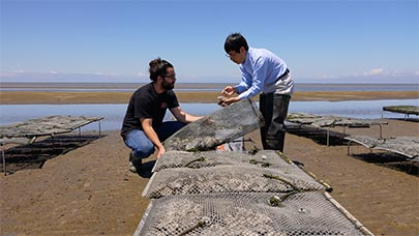 Two researchers examining oysters.
