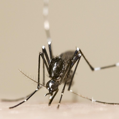 A mosquito.