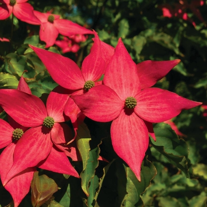 Scarlet dogwood flowers.