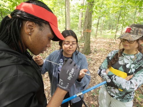 Three people measuring trees in a forest.