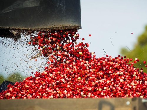 Cranberries being harvested.
