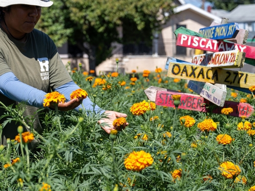 A person holding flowerheads in the middle of a garden.