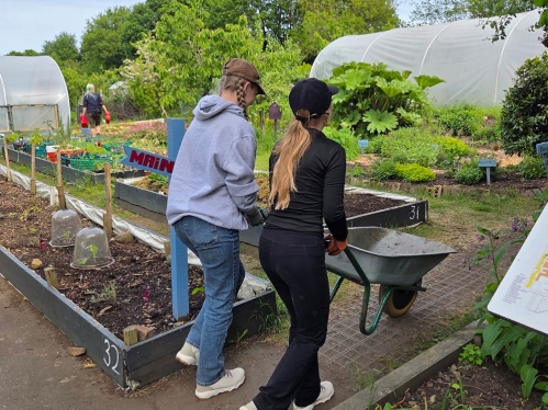 Two students pushing a wheelbarrow in a garden.